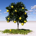 Lush Fruit Bearing Arbor With Yellow Fruits Green Grass Blue Sky And White Clouds