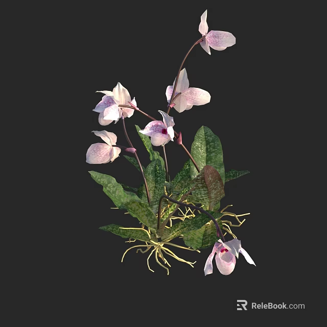 Beautiful Pink Orchid Plant With Green Leaves And Fibrous Roots 3d model 
