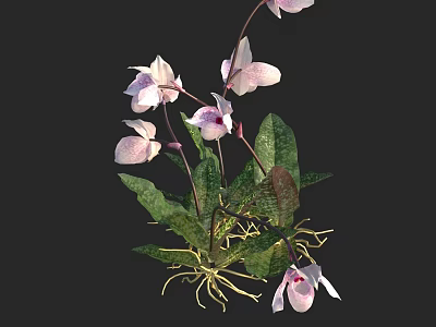 Beautiful Pink Orchid Plant With Green Leaves And Fibrous Roots 3d model