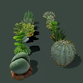 Diverse Succulent Plants Collection With Various Shapes Textures And Green Foliage