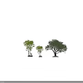 Arbor Trees of Various Sizes in Square Planters on White Background