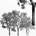 Lush Arbor Trees With Green Leaves And Orange Fruits On White Background