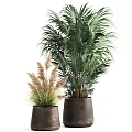 Indoor Decorative Bonsai Potted Plants With Tropical Palm And Ornamental Grass In Ceramic Pots