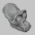 Realistic 3D Model of Ape Skull Showing Anatomical Structure Details