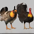 Two Turkeys With Striped And Dark Feathers Red Yellow Wattles On Light Background