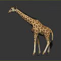 Giraffe With Long Neck And Brown Yellow Spots On Gray Background