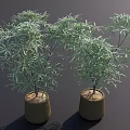 Bonsai Potted Plants With Green Slender Leaves In Brown Ceramic Pots