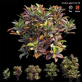 Garden Ornamental Viburnum Odoratissimum With Vibrant Foliage Various Sizes For Garden Decoration