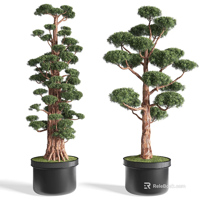 Artistic Bonsai Trees With Lush Green Foliage And Brown Trunks In Decorative Pots 3d model 