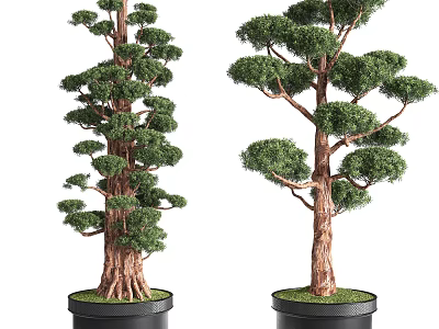 Artistic Bonsai Trees With Lush Green Foliage And Brown Trunks In Decorative Pots 3d model