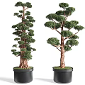 Artistic Bonsai Trees With Lush Green Foliage And Brown Trunks In Decorative Pots