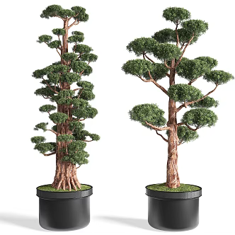 New Chinese potted plant pine bonsai 3d model