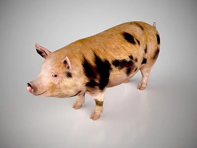 Cute Spotted Pig With Brown And Black Spots Standing On White Background 3d model