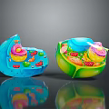 eukaryotic cell cross section cell structure cell tissue anatomy organ human organ 3d model