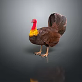 Flying Turkey With Red Head Yellow Red Neck Brown Feathers Fanned Tail on Gray Background