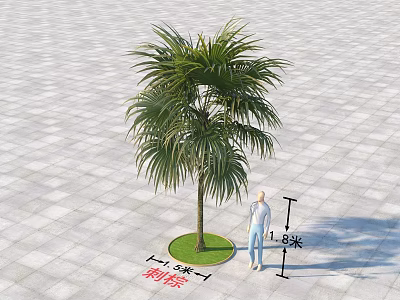 Thorn Palm Arbor Tree with 1.8 Meters Height and Human Figure on Square Paved Ground 3d model