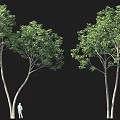 Tall Green Leafy Trees Against Black Background With Small White Figure 3d model
