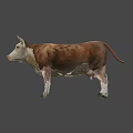 Brown And White Cow With Horns Standing On Gray Background