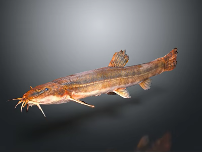 Long Bodied Fish With Whiskers And Brown Orange Coloration On Gray Gradient Background 3d model