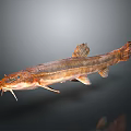 Long Bodied Fish With Whiskers And Brown Orange Coloration On Gray Gradient Background