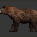 Realistic Brown Bear With Thick Fur Standing Against Dark Background 3d model