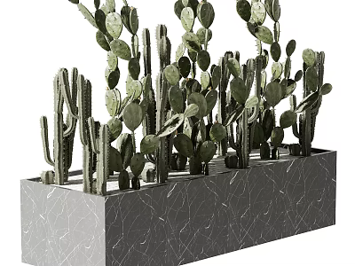 Modern Cactus Succulent Potted Plants In Gray Marble Rectangular Container 3d model
