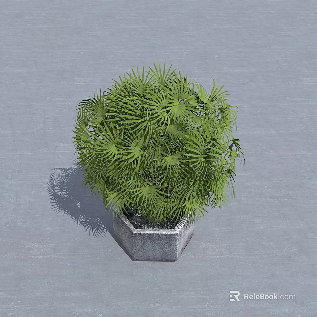 Round Shaped Bamboo Plant In Hexagonal Gray Pot On Gray Floor 3d model