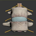 Human Spine Anatomy Model Showing Vertebrae Disc And Nerve Roots Structure 3d model