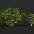 Lush Green Shrub With Dense Vibrant Foliage And Healthy Branch Growth