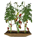 Healthy Tomato Plants Growing in Wooden Planter With Red and Yellow Ripe Fruits