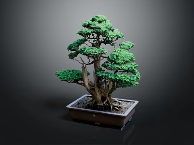 Bonsai Pine Tree with Lush Green Foliage Exposed Roots Artistically Shaped Branches in Rectangular Container 3d model