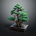 Bonsai Pine Tree with Lush Green Foliage Exposed Roots Artistically Shaped Branches in Rectangular Container