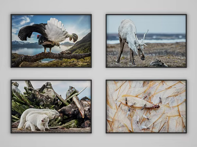 Animal Paintings As Wall Art Featuring Wildlife Natural Scenes For Home Decor 3d model