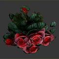 Vibrant Pink and Red Roses With Fresh Green Leaves in Beautiful Bouquet on Dark Background