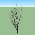 Tall Arbor Tree With Bare Branches And New Green Leaves On Trunk