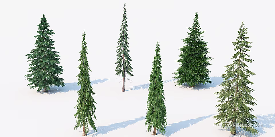Multiple Tall Evergreen Trees With Green Foliage And Shadows On White Background 3d model 
