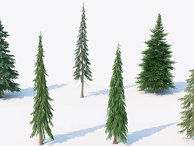 Multiple Tall Evergreen Trees With Green Foliage And Shadows On White Background 3d model