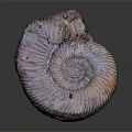 Decorative Ornament Set with Ammonite Fossil Spiral Design Purple Brown Glossy Surface for Home Decor