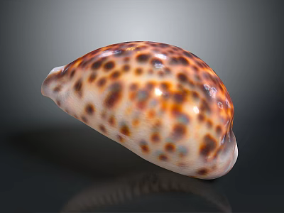 Stunning Cowrie Mollusk Shell With Brown White Orange Spots Smooth And Shiny Oval Shape 3d model