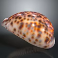 Stunning Cowrie Mollusk Shell With Brown White Orange Spots Smooth And Shiny Oval Shape