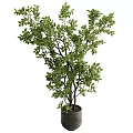 Decorative Potted Garden Accents With Green Leafy Trees and Lush Branches