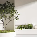Modern Bonsai Plant Display In White Round Pot With Green Foliage And Decorative Elements