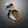 White And Brown Barn Owl Standing On Dark Background With Detailed Feathers And 3D Render Design