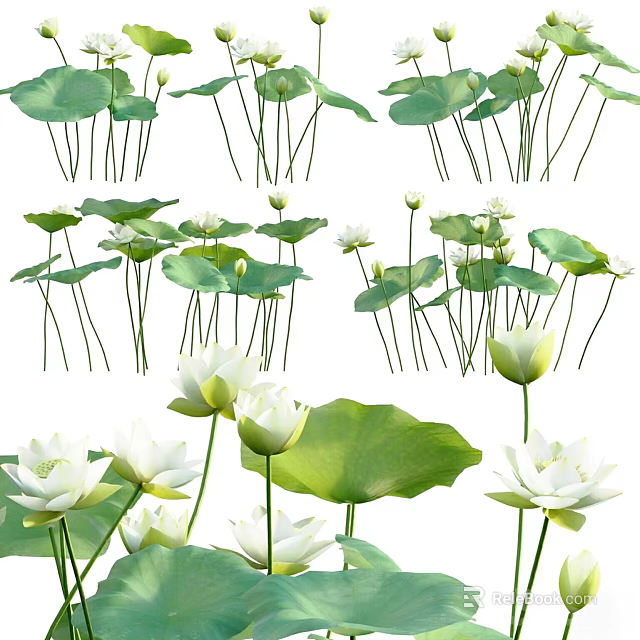 Blooming White Lotus Flowers With Green Leaves And Long Stems In Nature 3d model 