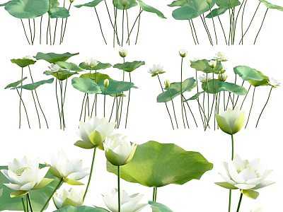 Blooming White Lotus Flowers With Green Leaves And Long Stems In Nature 3d model