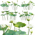 Blooming White Lotus Flowers With Green Leaves And Long Stems In Nature
