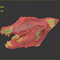 Detailed Fossilized Crocodile Skull With Open Mouth And Sharp Teeth