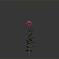 Beautiful Pink Chrysanthemum Plant With Green Stem Leaves On Gray Background