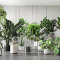 Indoor Potted Plants With Various Green Foliage In Modern Planters For Home Decor