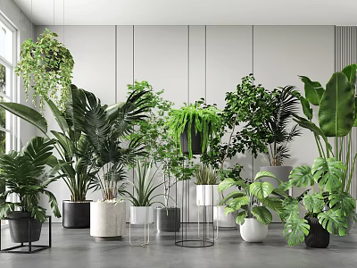 Indoor Potted Plants With Various Green Foliage In Modern Planters For Home Decor 3d model